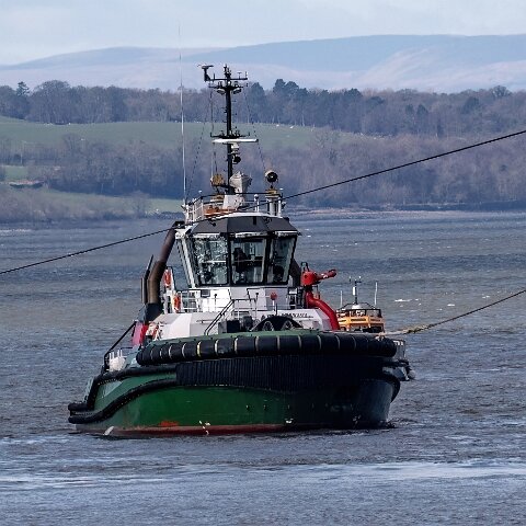 Kittiwake-2024-03-24-2