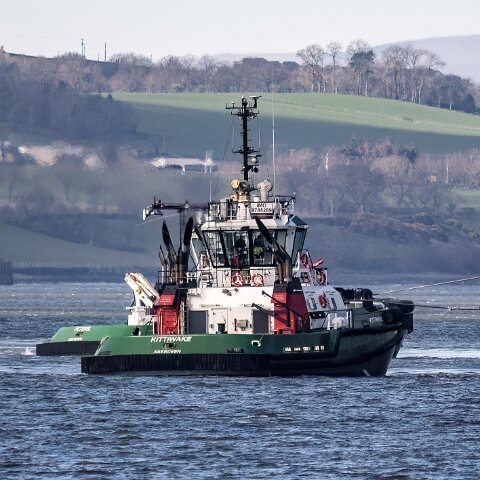 Kittiwake-2024-03-24-5