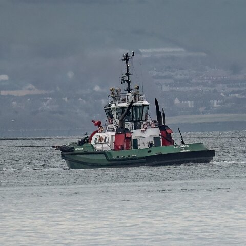 Kittiwake-2024-04-10