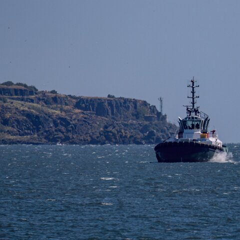 Targe-Guillemot-2025-06-04-1