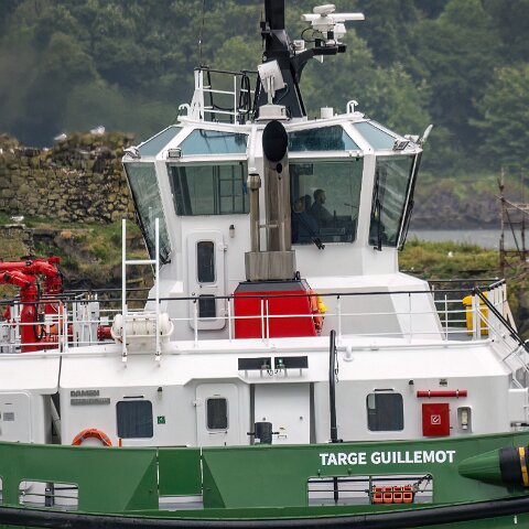 Targe-Guillemot-2025-06-04-2