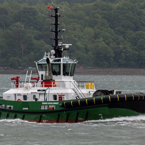 Targe-Guillemot-2025-06-04-4