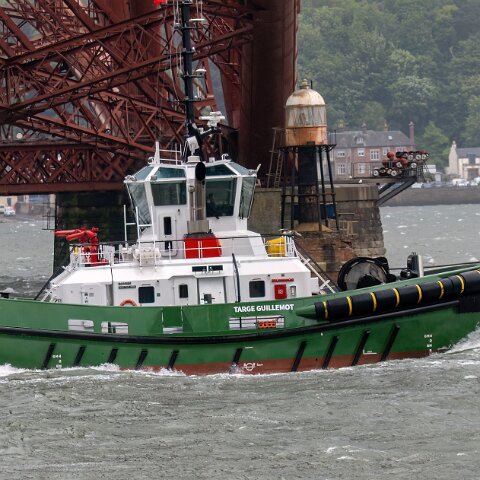 Targe-Guillemot-2025-06-04-6