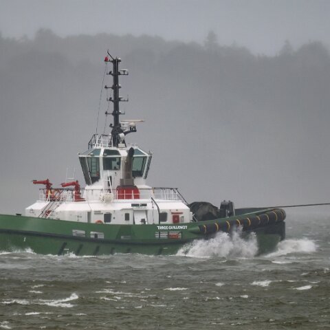 Targe-Guillemot-2025-06-04-9