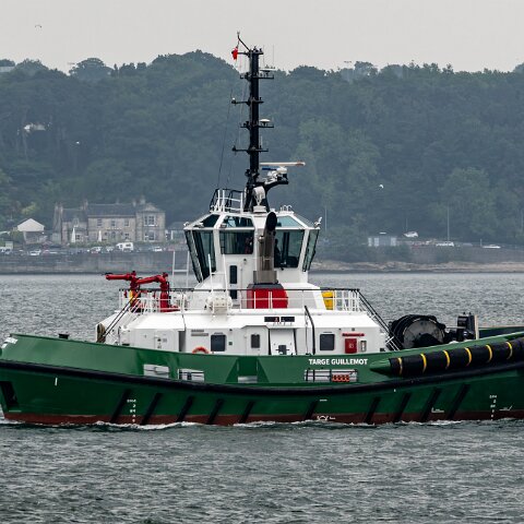 Targe-Guillemot-2025-06-09-1