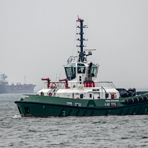 Targe-Guillemot-2025-06-09-2