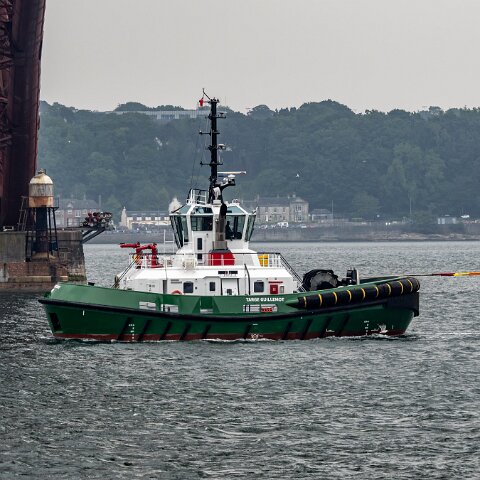 Targe-Guillemot-2025-06-09-3